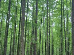 -山王坪喀斯特国家生态公园