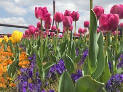 -丹东路渡口(轮渡站)