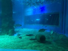 -北戴河圣蓝海洋公园