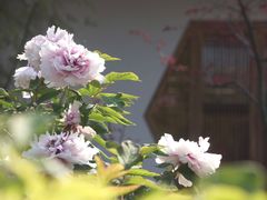 -龙华寺