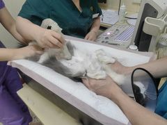 -瑞派康怡24h宠物医院·犬猫医疗中心·微创绝育(瑞景分院)
