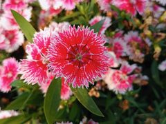 -海心沙亚运公园