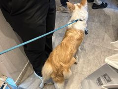 -杏甜品(尖沙咀加拿分道店)