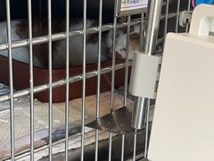 -艾贝尔宠物医院·24H转诊中心·肿瘤猫专科(江宁双龙店)