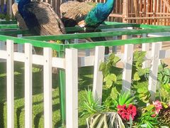 -灵玲国际马戏城