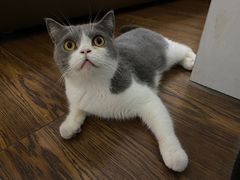 -佳雯宠物医院·皮肤科·内外科(春晓路分院)