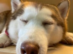 -Husky Go! 哈士奇体验馆·宠物咖啡厅狗咖