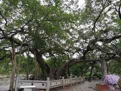 -小洲村
