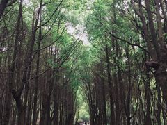 -同里国家湿地公园