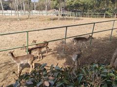 -合肥野生动物园