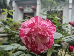 -不倒翁·徽天下名菜楼(马鞍山路店)