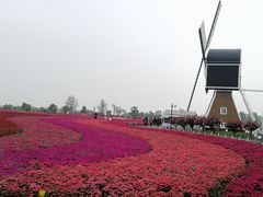 -荷兰花海