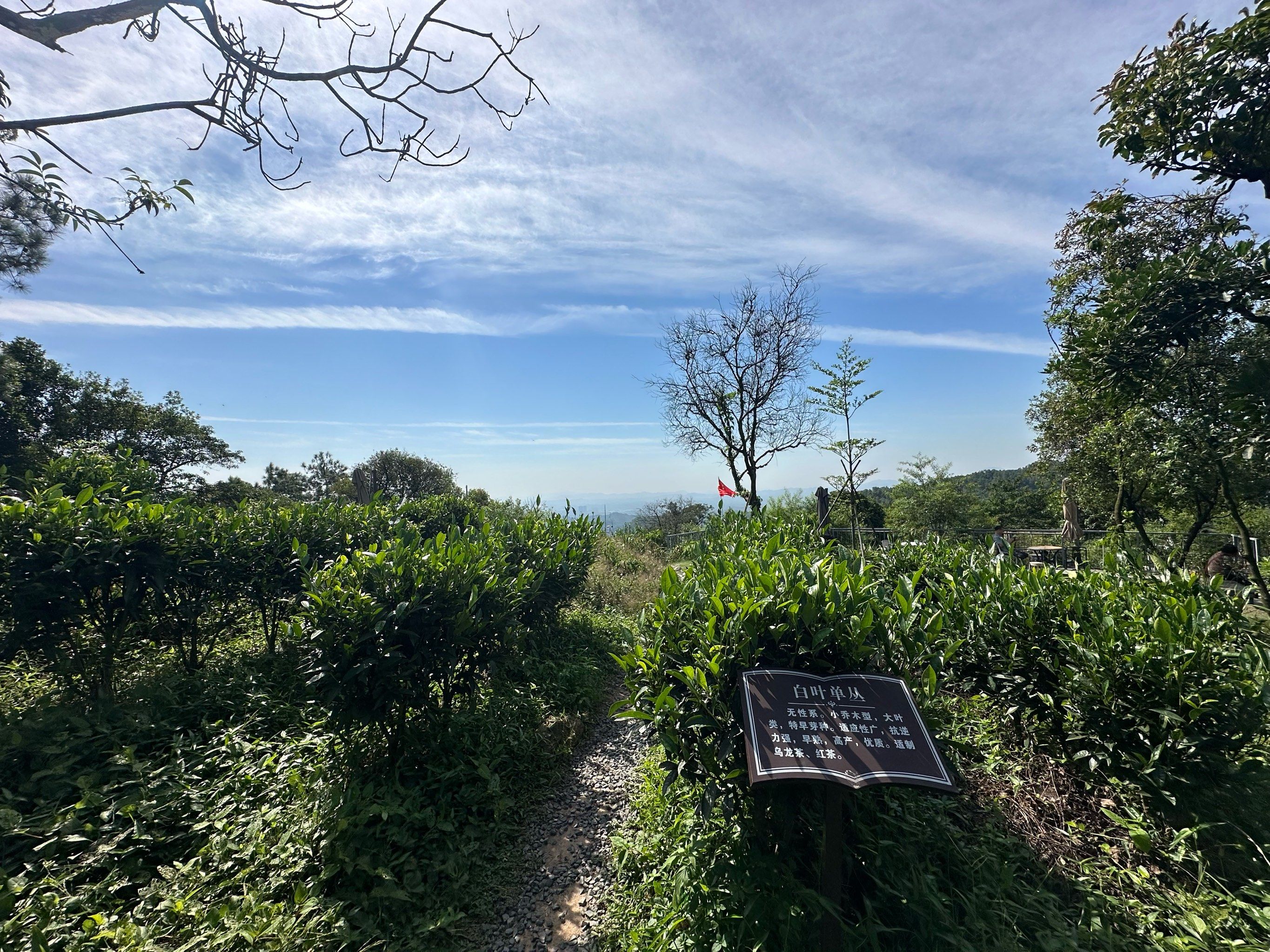 「古劳茶山」一定要去到山顶,不然就白来了