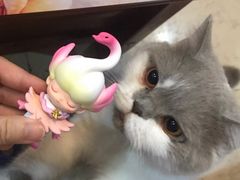 -灵美宠物诊所