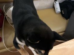 -柴の食堂·日式家庭料理·熊之肆(大学路店)