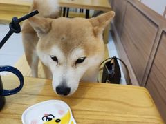-柴源莊·柴小宠柴犬咖啡