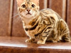 -猫小院猫主题餐厅(三里屯店)