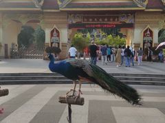 -西双版纳勐泐文化旅游区