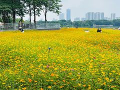 -海珠湖公园