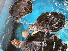 -成都浩海立方海洋公园