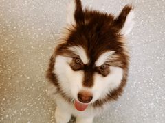 -Let's go狗咖·猫咖·奶狗·桌游(春熙路IFS店)