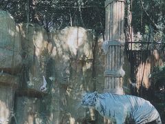 -广州长隆野生动物世界