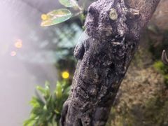 -正佳雨林生态植物园
