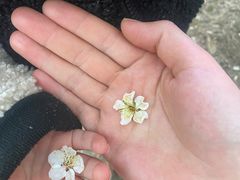 -香雪海