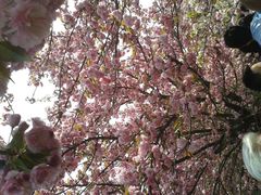 -西安青龙寺遗址景区