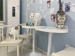 大堂-喵的天空名猫咖啡馆·撸猫·猫舍·用品