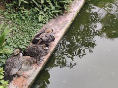 -九龙公园