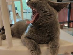 -猫爷宠物生活馆·撸猫馆