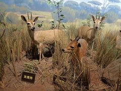 -陕西自然博物馆