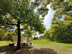 -上海共青森林公园