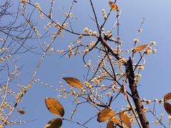 -三圣花乡旅游区