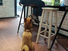 -柴犬高等学院·狗咖·柴犬售卖·宠物训练