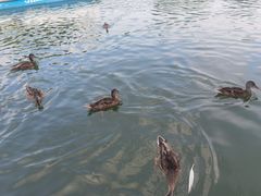 -朝阳公园游乐园