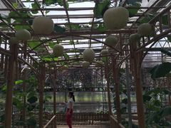 -上海都市菜园
