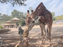 -大连森林动物园