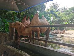 -海南热带野生动植物园
