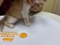 -瑞鹏宠物医院·骨科·猫科·内科(第一中心)
