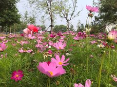 -东郊湿地公园