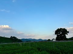 -龙坞茶村