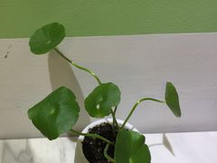 -王小吉芋圆清补凉