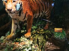 -陕西自然博物馆