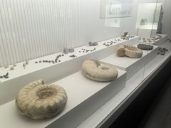 -青岛贝壳博物馆