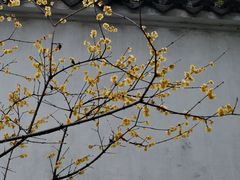 -拙政园