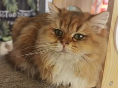 -平行世界·猫咖(首经贸店)