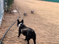 -趣玩宠物乐园寄养训犬训狗游泳池