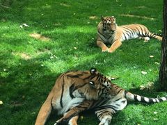 -北京野生动物园